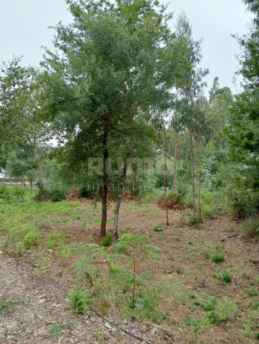 Quinta para Venda em Durrães e Tregosa Foto 21