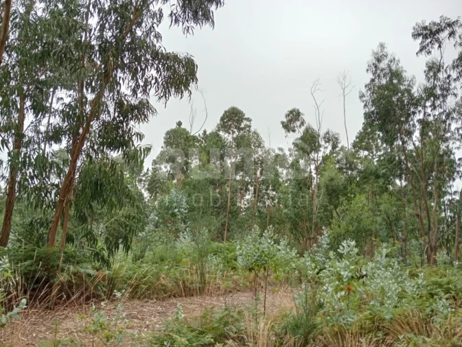 Quinta para Venda em Durrães e Tregosa Foto 22