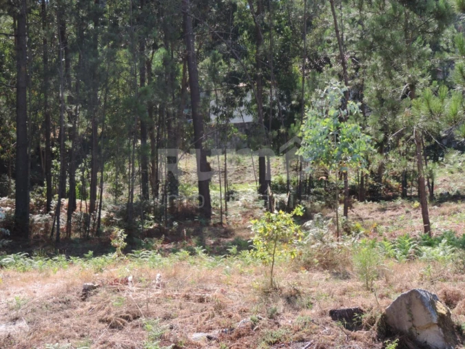 Terreno para Venda em Vila Praia de Ancora Foto 5