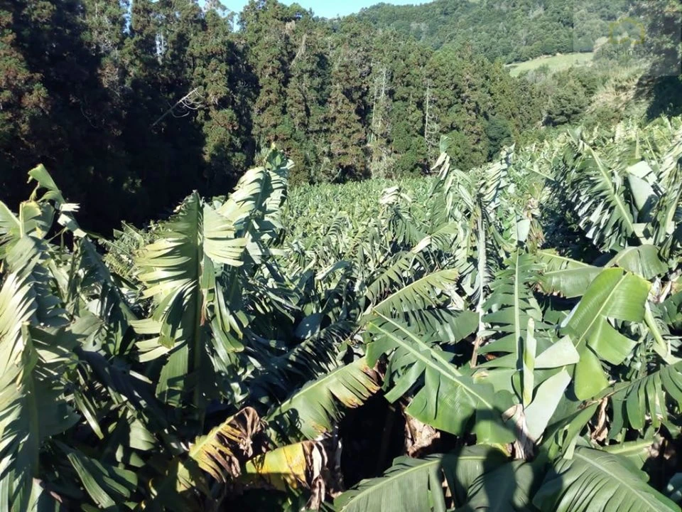 Terreno para Venda em Vila Franca do Campo (São Miguel) Foto 7