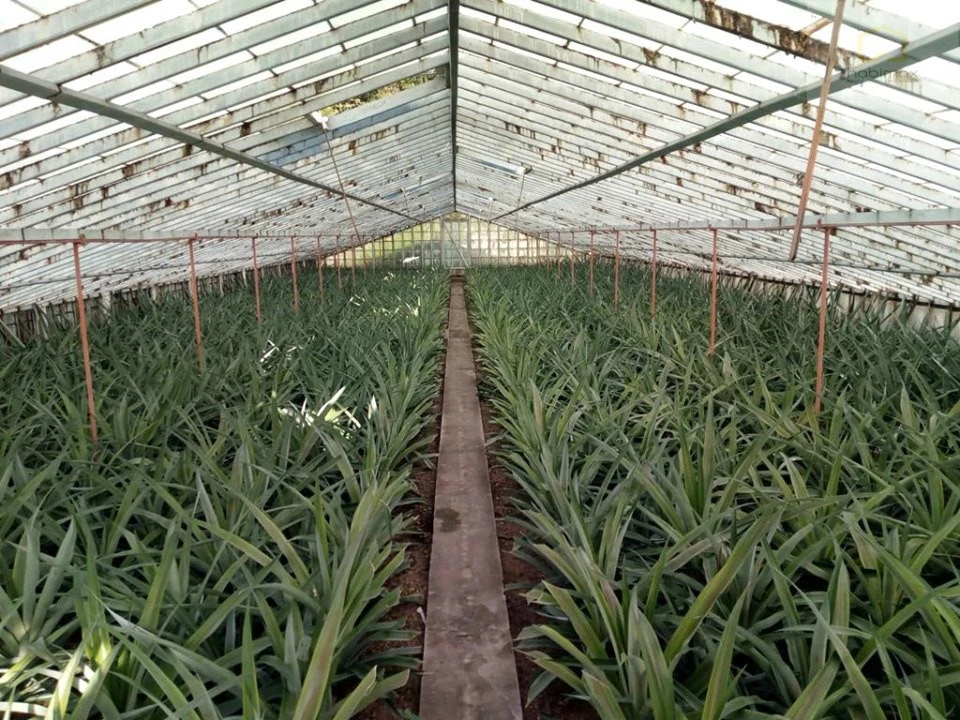 Terreno para Venda em Vila Franca do Campo (São Miguel) Foto 4
