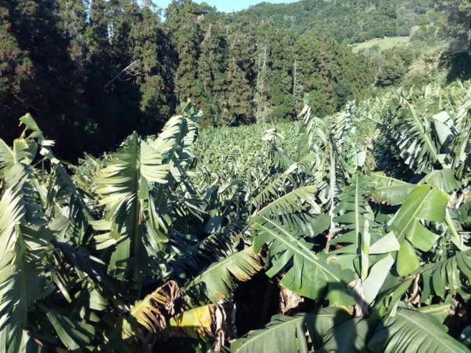 Terreno para Venda em Vila Franca do Campo (São Miguel) Foto 7