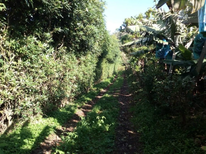 Terreno para Venda em Vila Franca do Campo (São Miguel) Foto 10