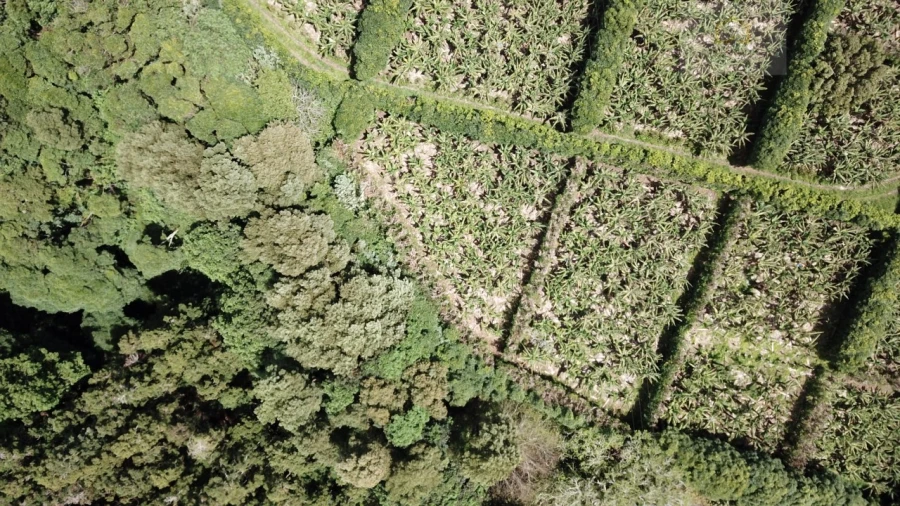 Terreno para Venda em Vila Franca do Campo (São Miguel) Foto 16