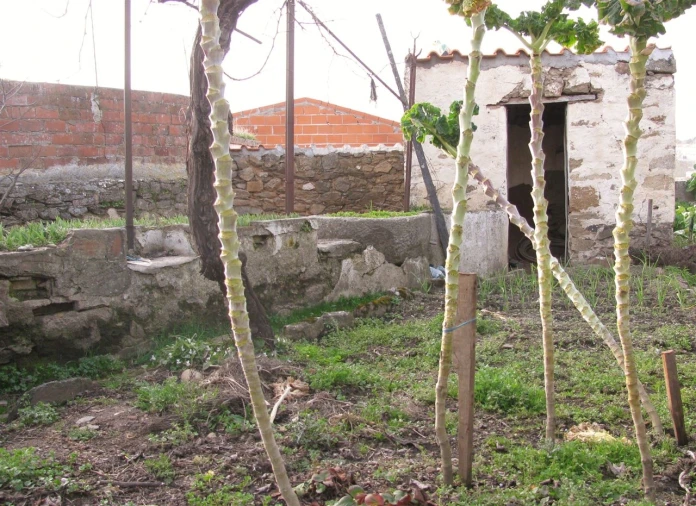 Prédio para Venda em Miranda do Douro Foto 6