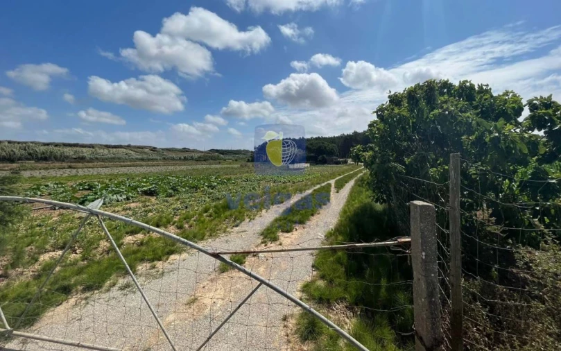 Terreno Agricola ou Rústico para Venda em Atouguia da Baleia Foto 14