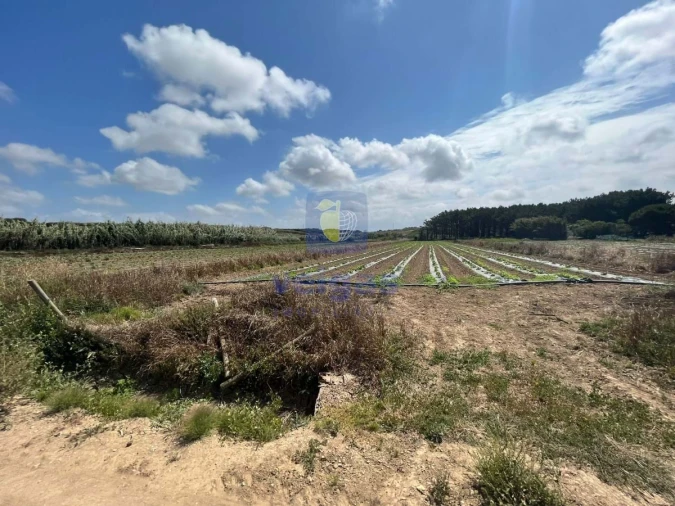 Terreno Agricola ou Rústico para Venda em Atouguia da Baleia Foto 6