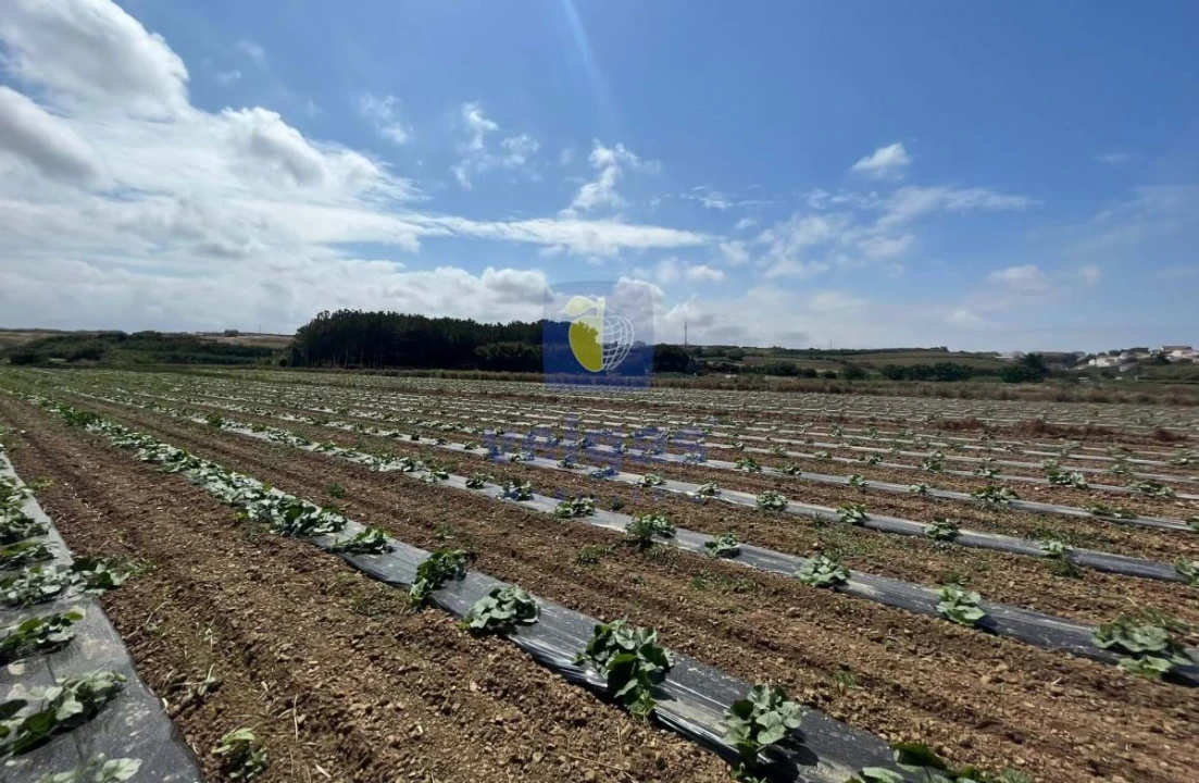 Terreno Agricola ou Rústico para Venda em Atouguia da Baleia Foto 10