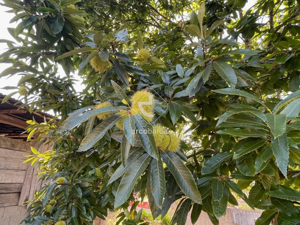 Terreno para Venda em Arcozelo Foto 30