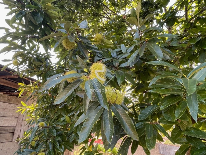 Terreno para Venda em Arcozelo Foto 30