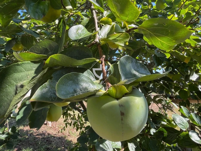 Terreno para Venda em Arcozelo Foto 31