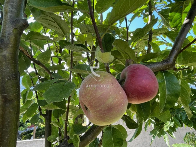 Terreno para Venda em Arcozelo Foto 32