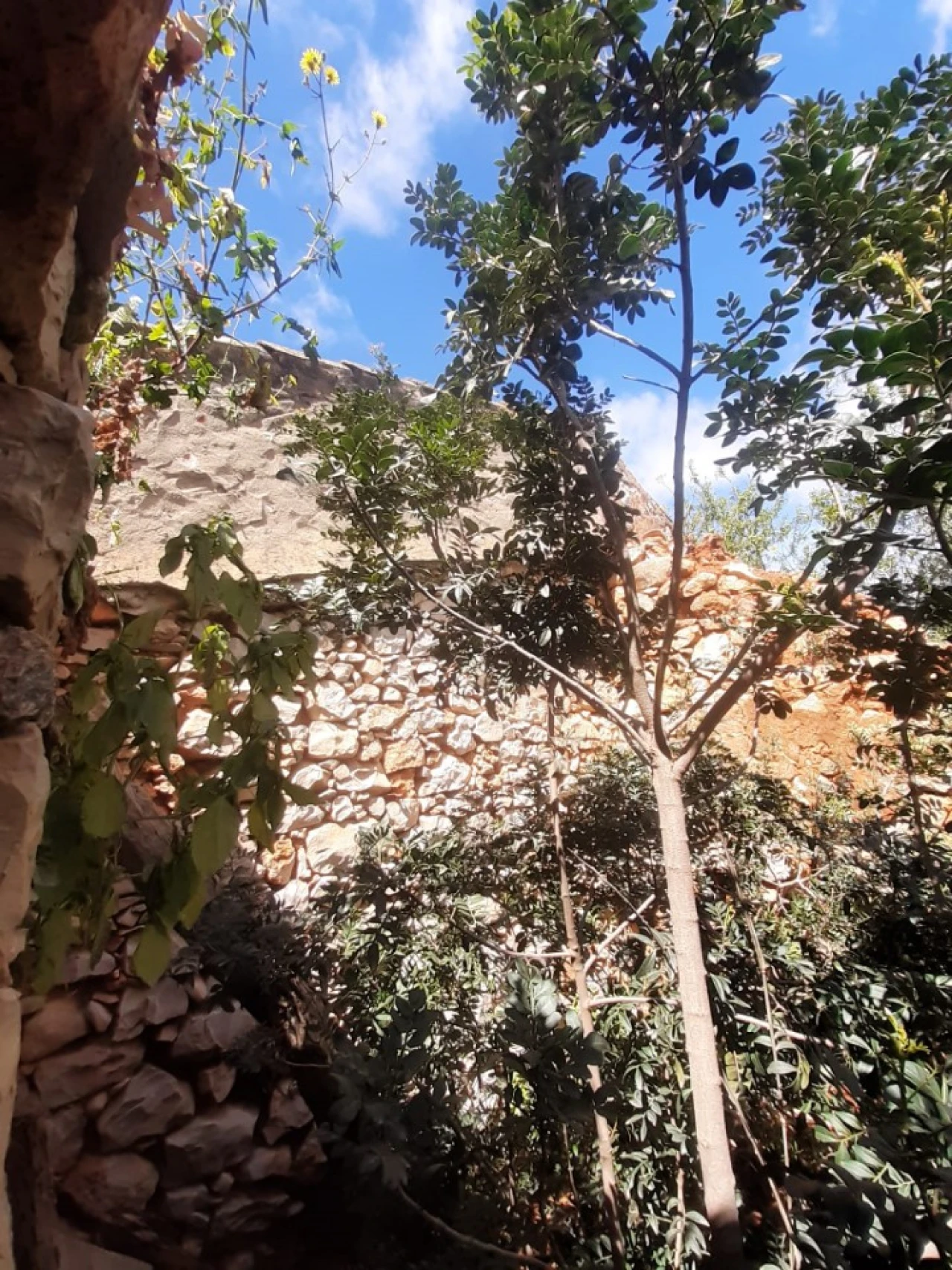 Quinta T2 para Venda em Tavira (Santa Maria e Santiago) Foto 15