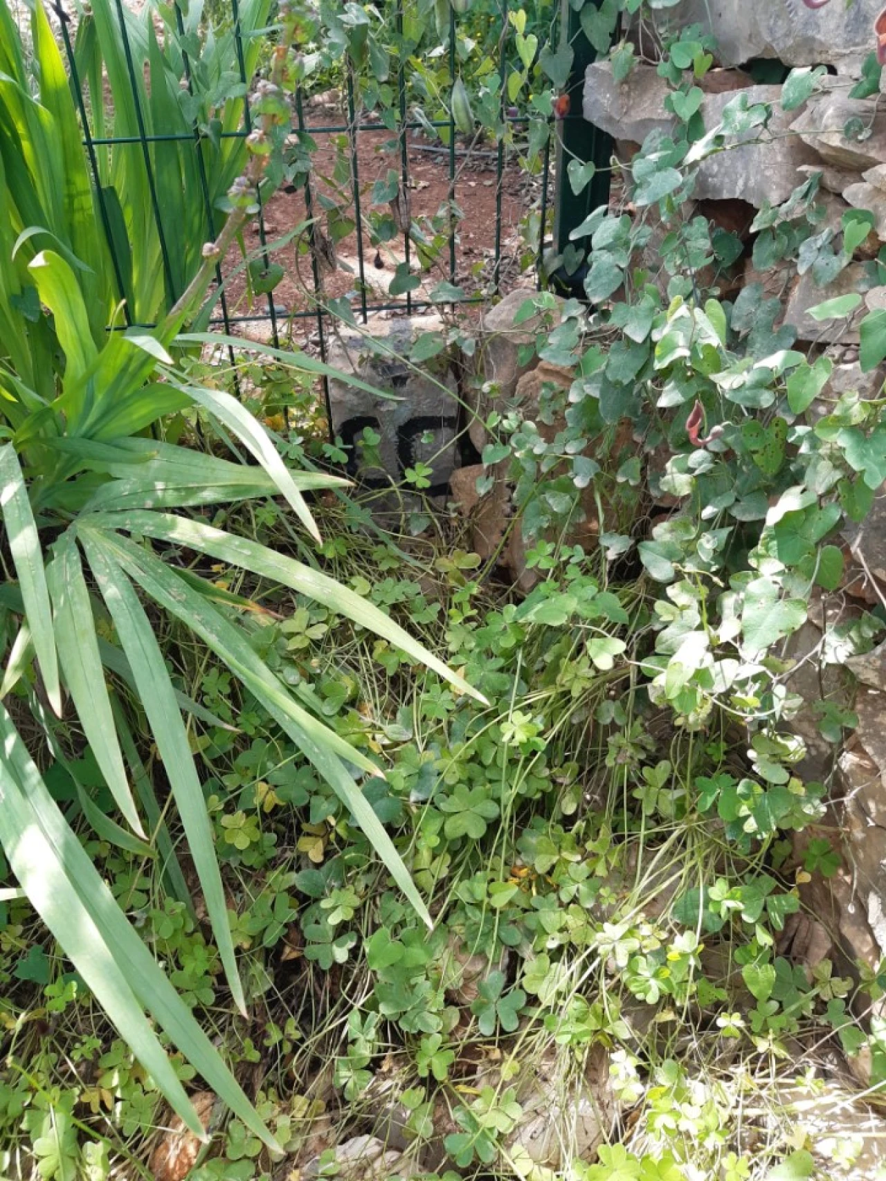 Quinta T2 para Venda em Tavira (Santa Maria e Santiago) Foto 29