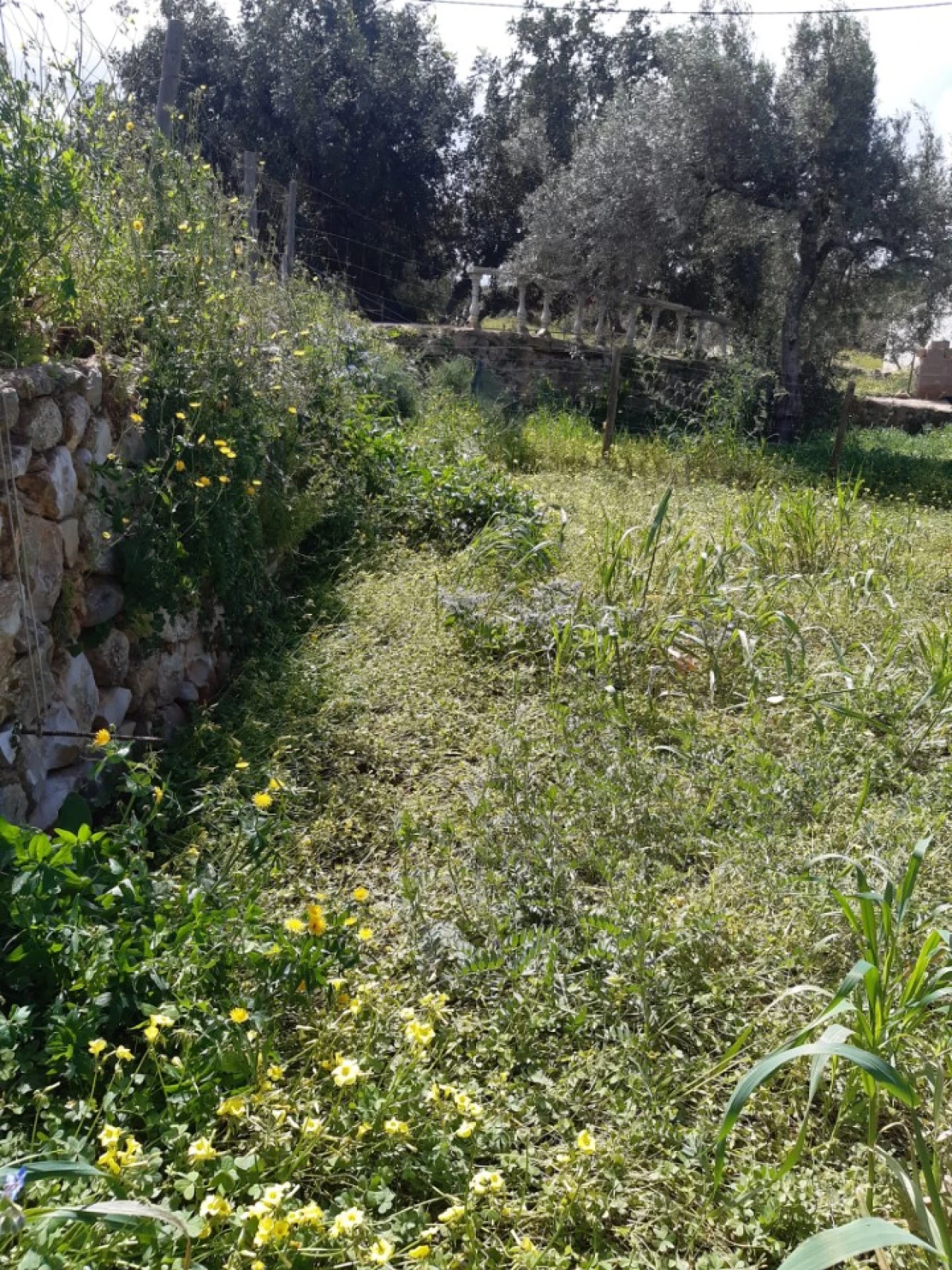 Quinta T2 para Venda em Tavira (Santa Maria e Santiago) Foto 38