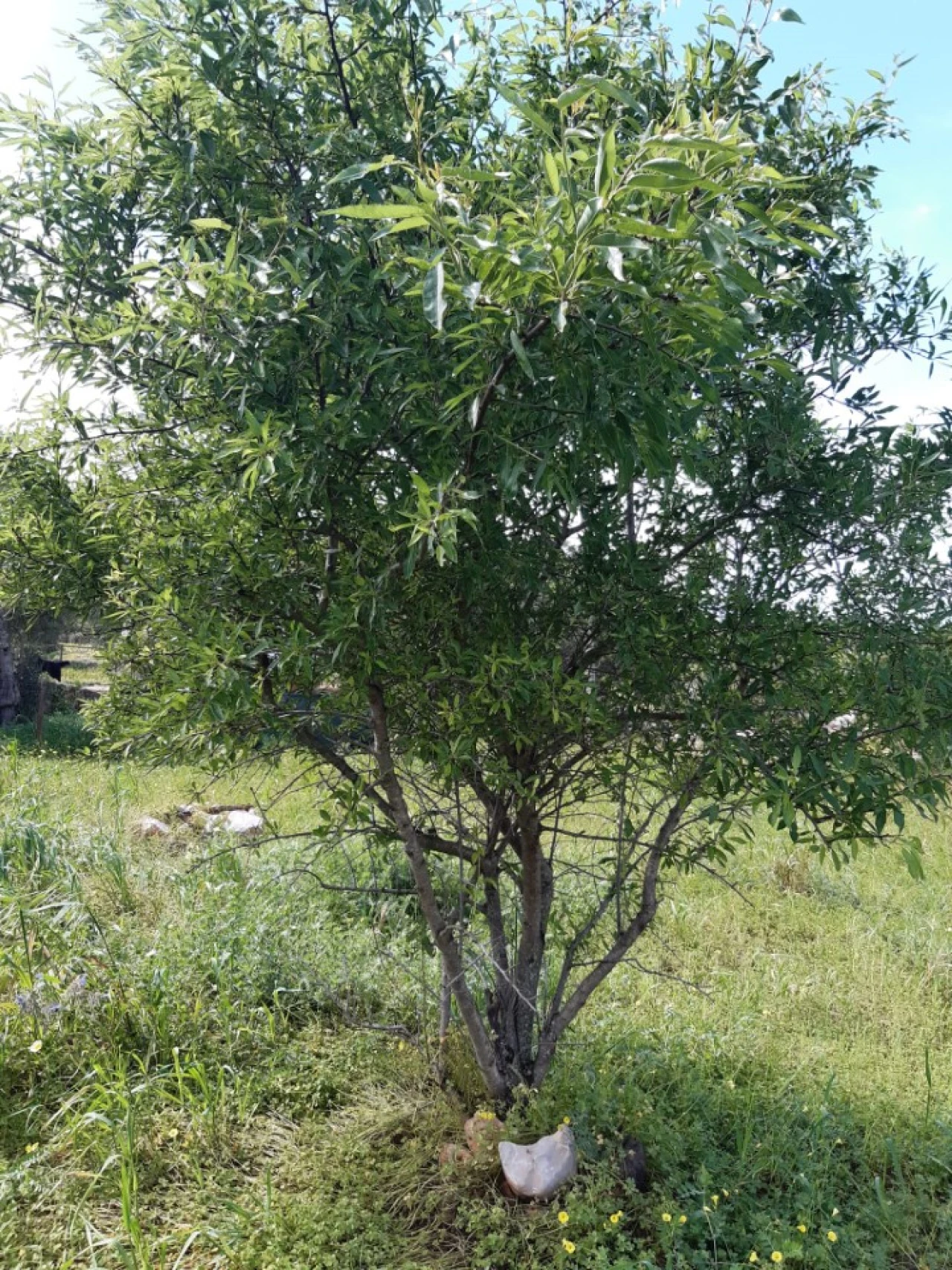Quinta T2 para Venda em Tavira (Santa Maria e Santiago) Foto 40