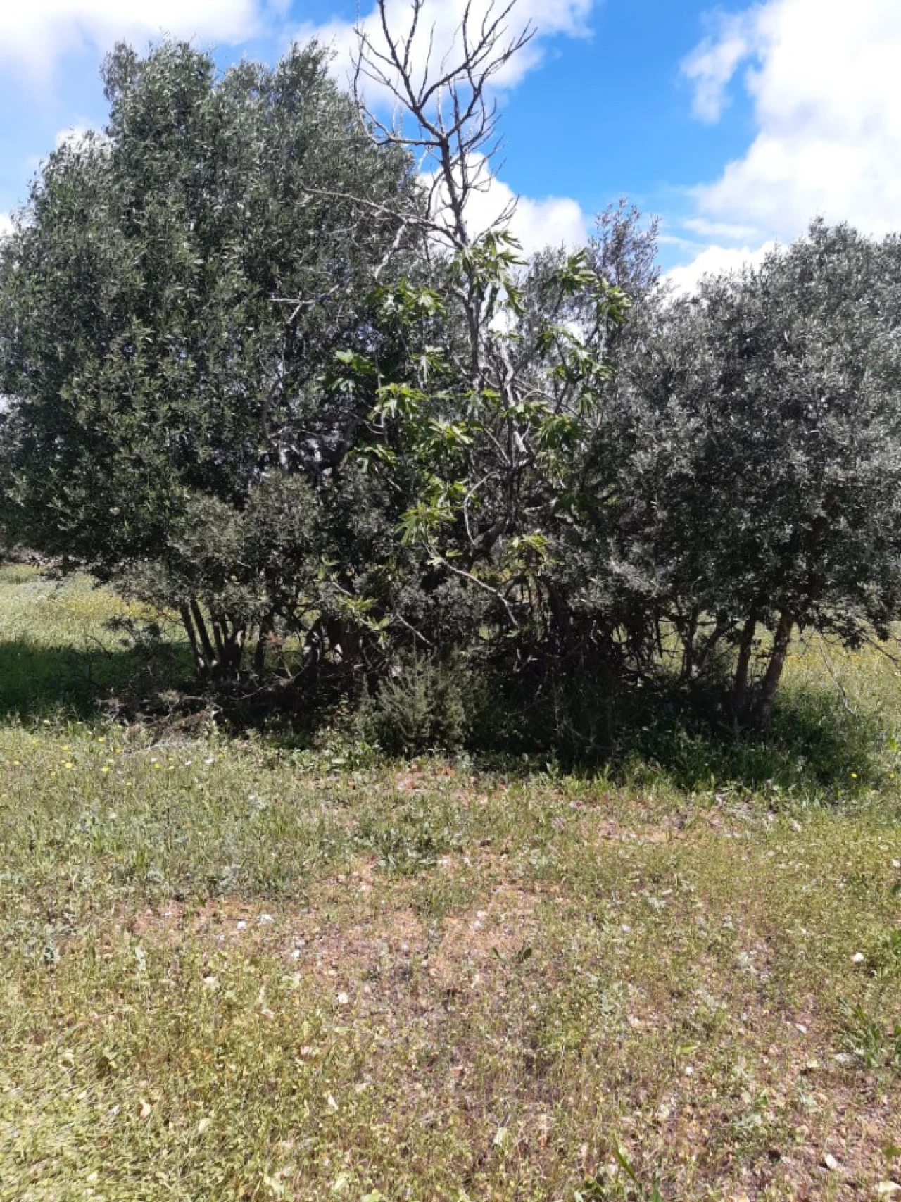 Quinta T2 para Venda em Tavira (Santa Maria e Santiago) Foto 41