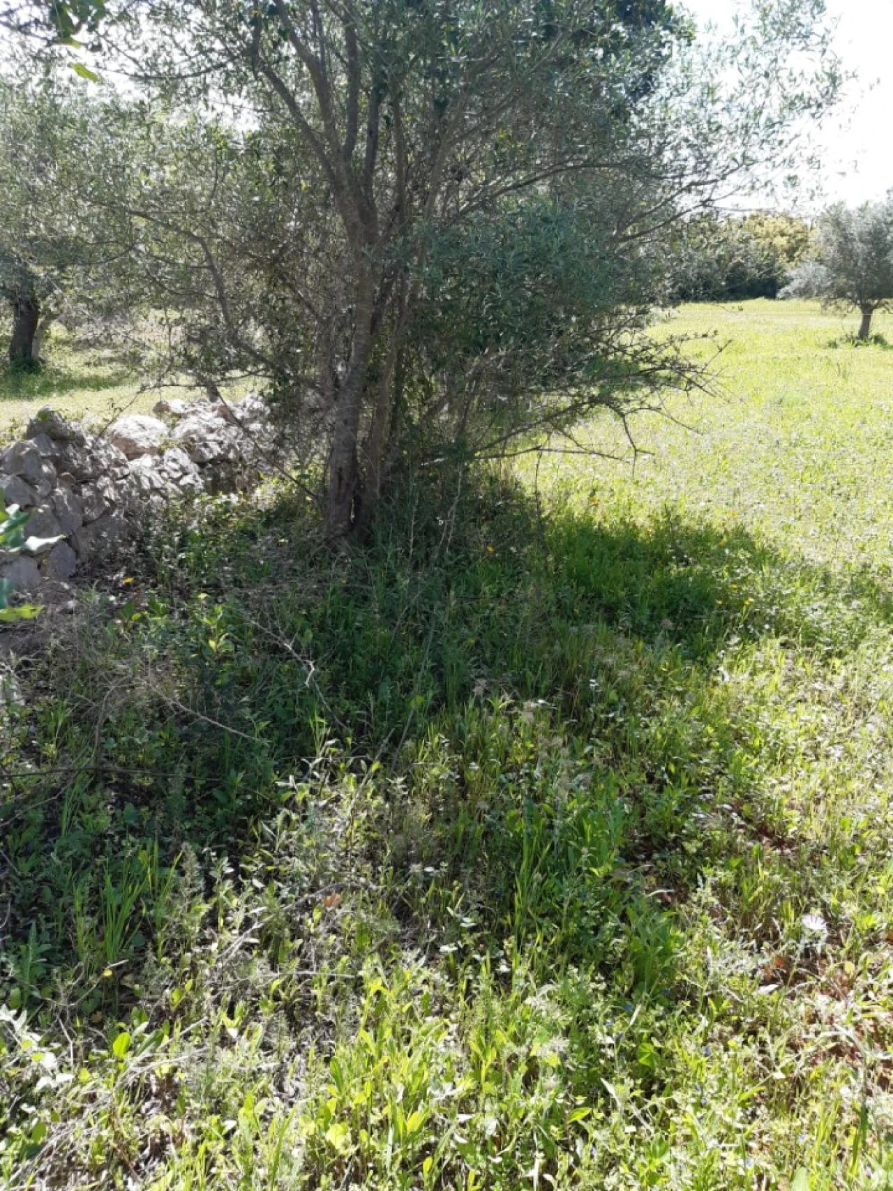 Quinta T2 para Venda em Tavira (Santa Maria e Santiago) Foto 42