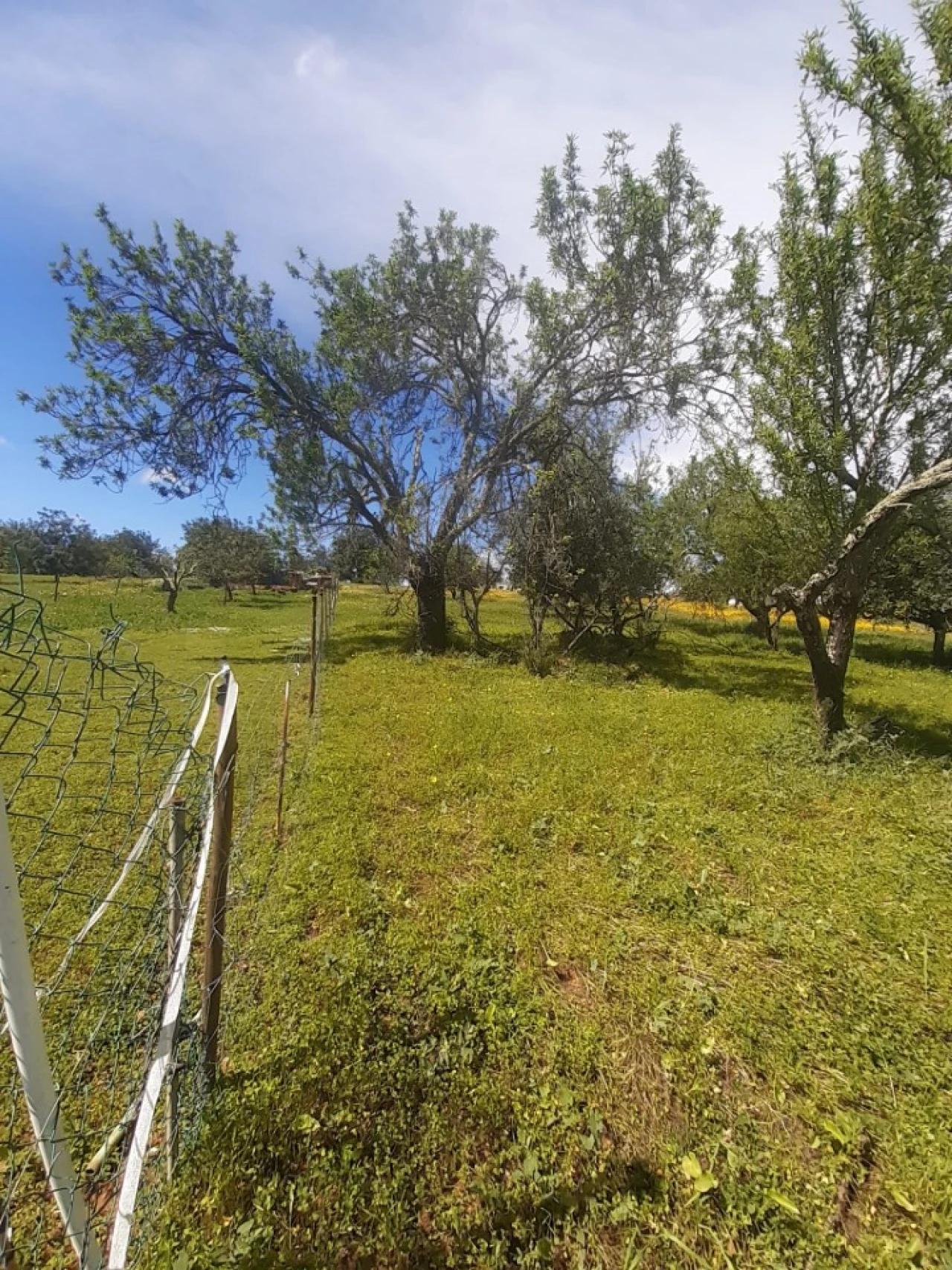 Quinta T2 para Venda em Tavira (Santa Maria e Santiago) Foto 48