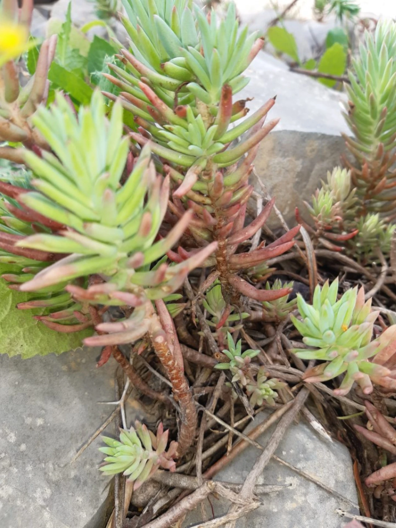 Quinta T2 para Venda em Tavira (Santa Maria e Santiago) Foto 49