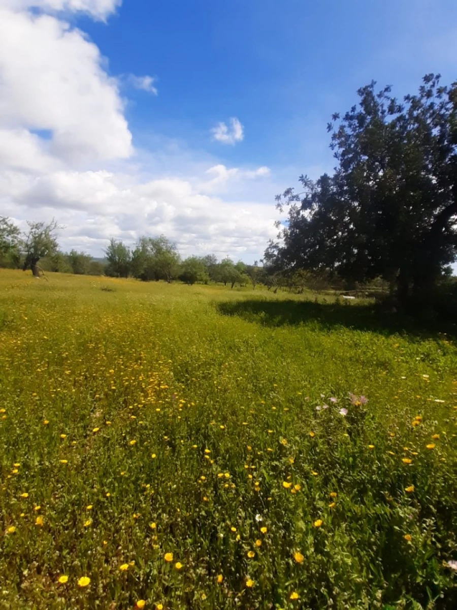Quinta T2 para Venda em Tavira (Santa Maria e Santiago) Foto 45