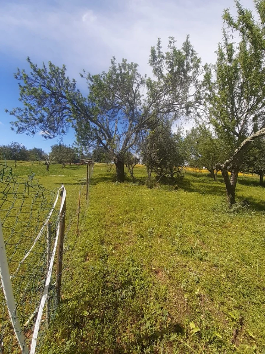 Quinta T2 para Venda em Tavira (Santa Maria e Santiago) Foto 48