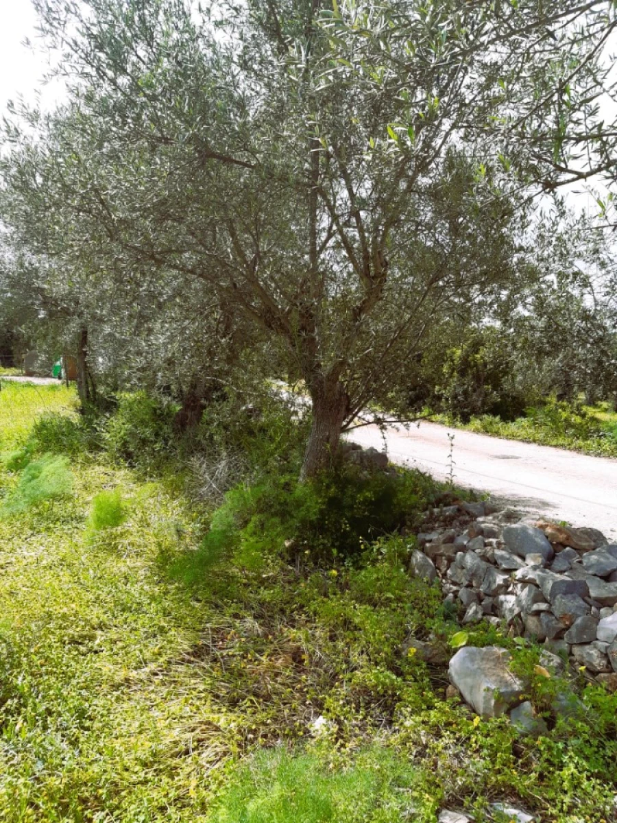 Quinta T2 para Venda em Tavira (Santa Maria e Santiago) Foto 51