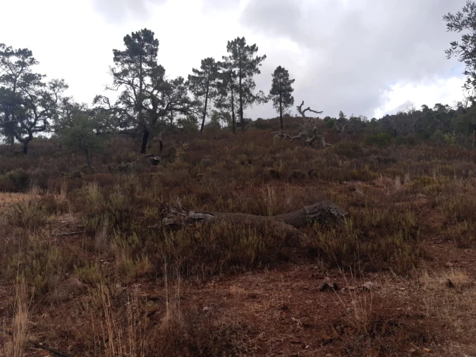 Quinta T7 para Venda em São Brás de Alportel Foto 13