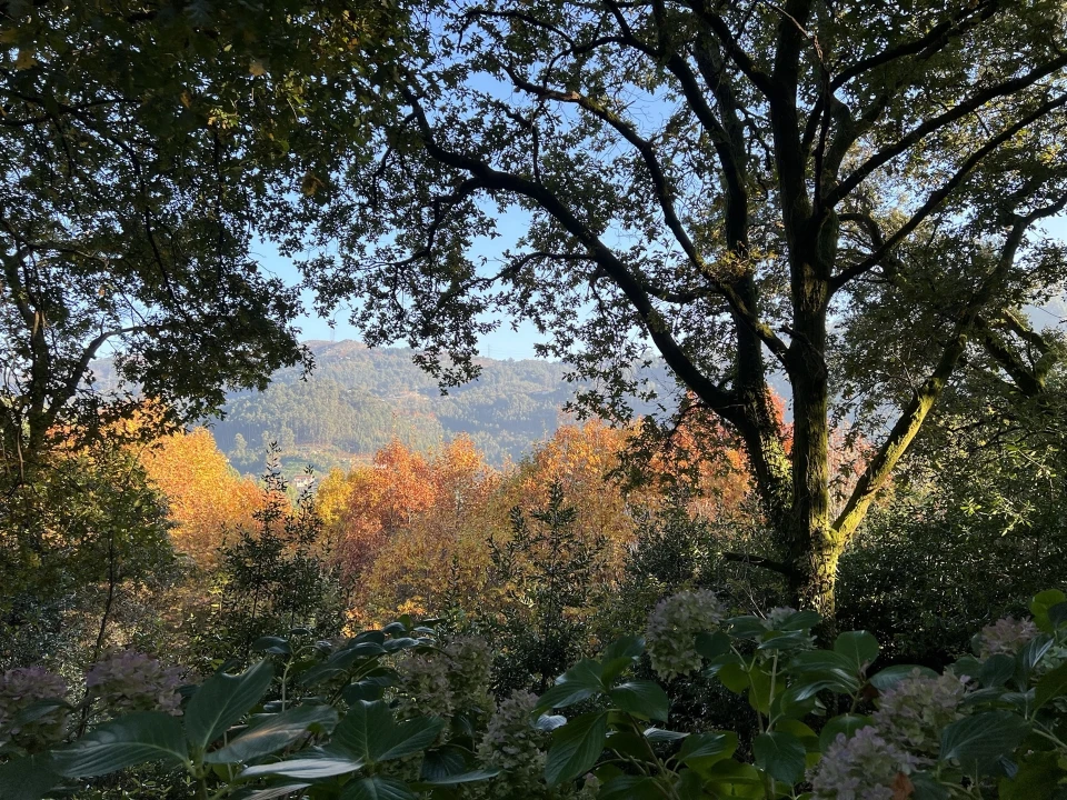 Terreno para Venda em Valdosende Foto 20