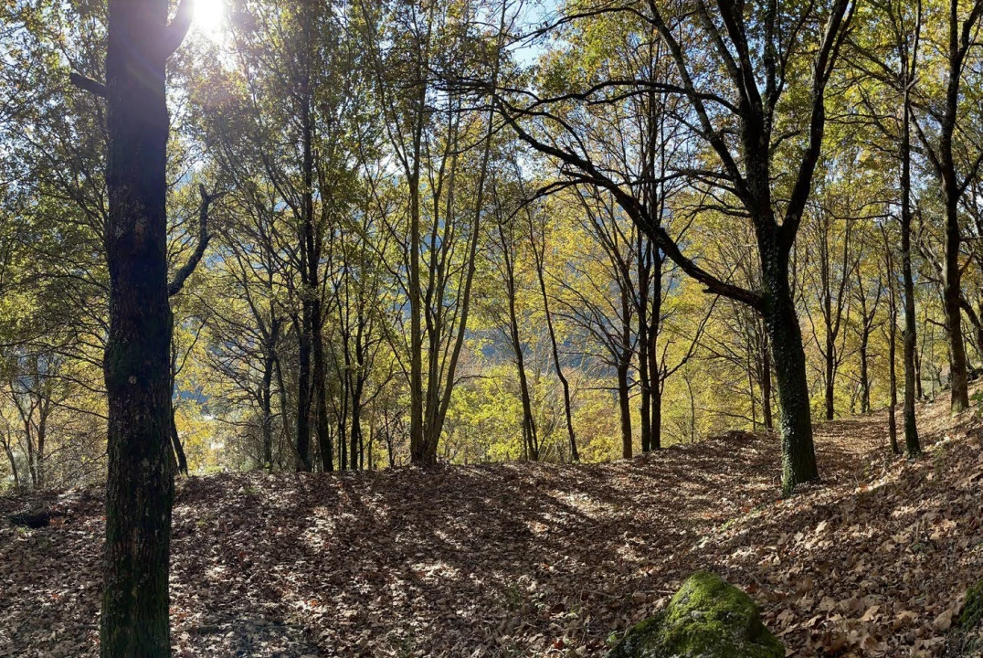 Terreno para Venda em Valdosende Foto 23
