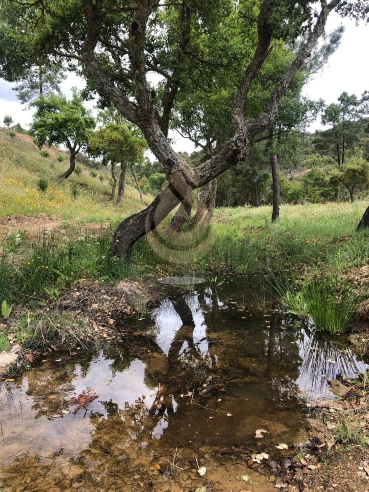 Quinta T5 para Venda em Querença, Tôr e Benafim Foto 5