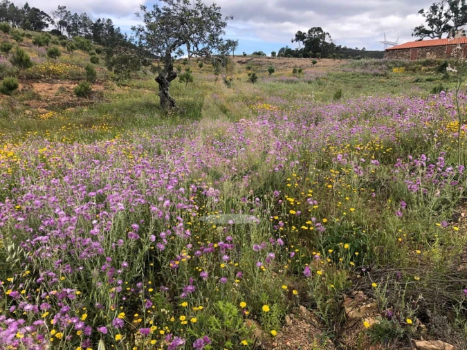 Quinta T5 para Venda em Querença, Tôr e Benafim Foto 3