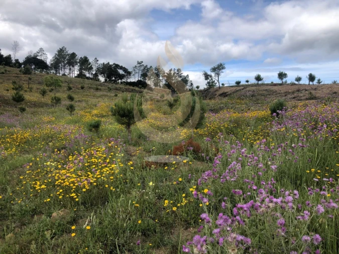 Quinta T5 para Venda em Querença, Tôr e Benafim Foto 6