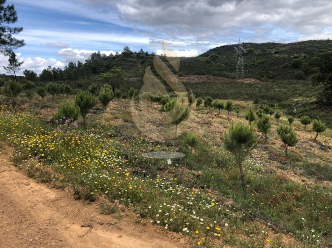 Quinta T5 para Venda em Querença, Tôr e Benafim Foto 7
