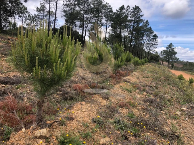 Quinta T5 para Venda em Querença, Tôr e Benafim Foto 9
