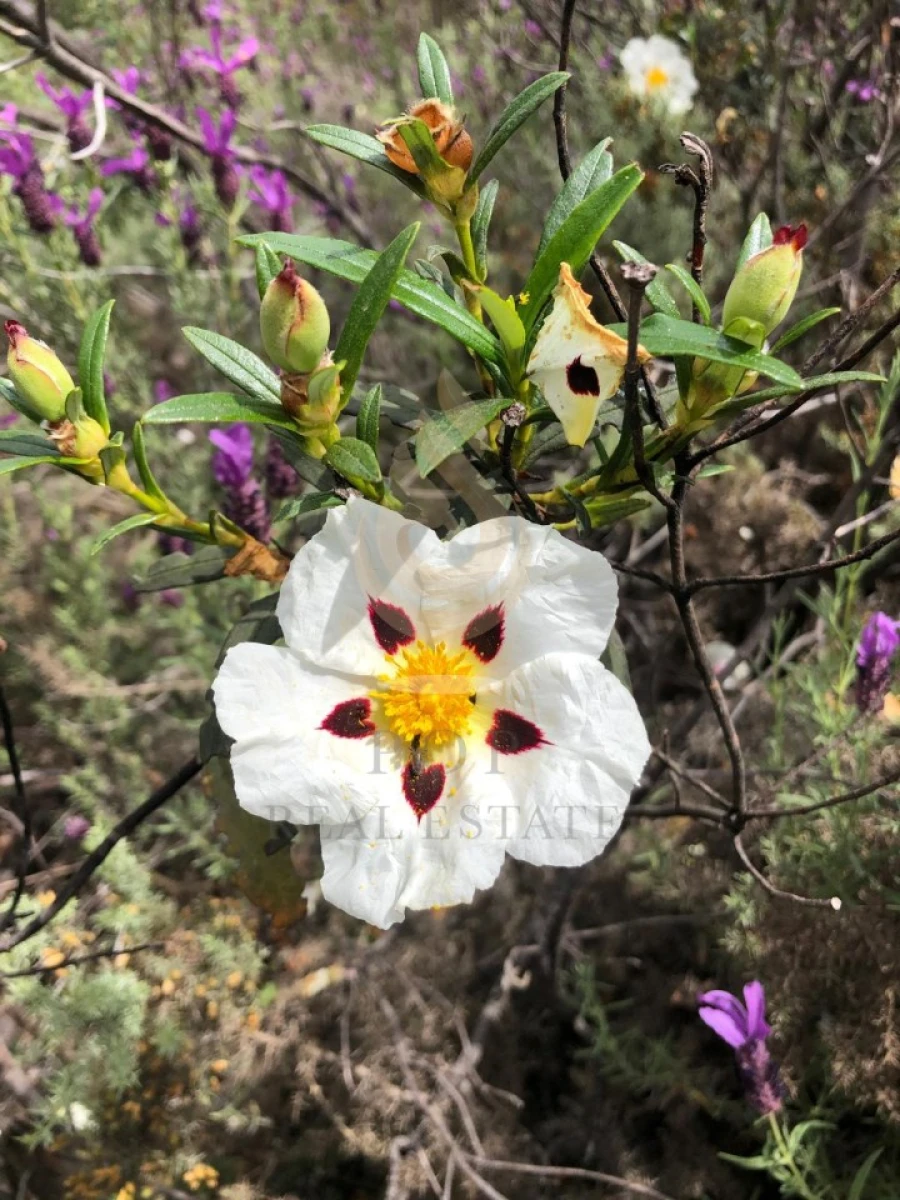 Quinta T5 para Venda em Querença, Tôr e Benafim Foto 10
