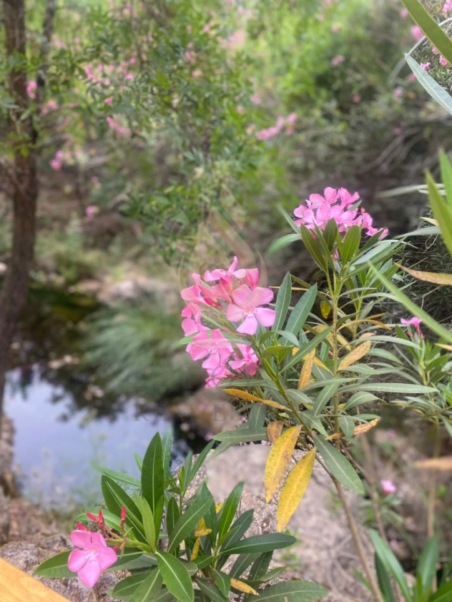 Quinta T5 para Venda em Querença, Tôr e Benafim Foto 11
