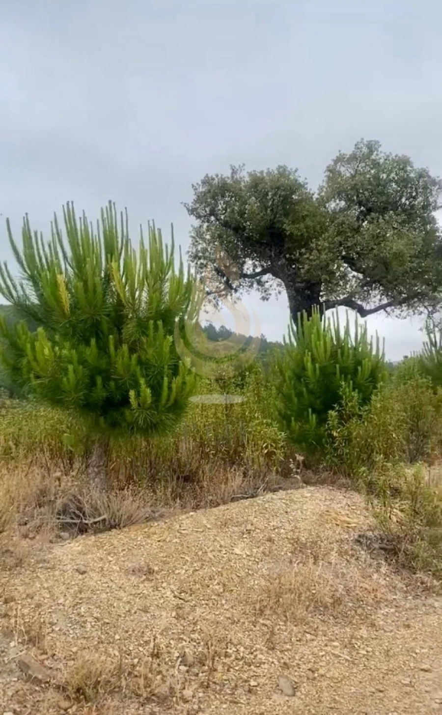 Quinta T5 para Venda em Querença, Tôr e Benafim Foto 17