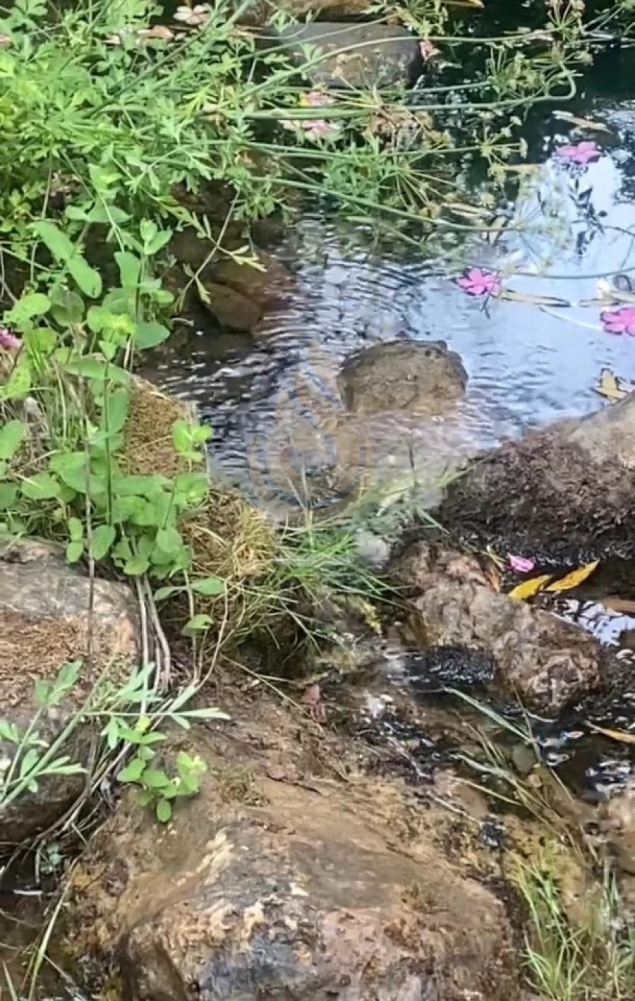 Quinta T5 para Venda em Querença, Tôr e Benafim Foto 16