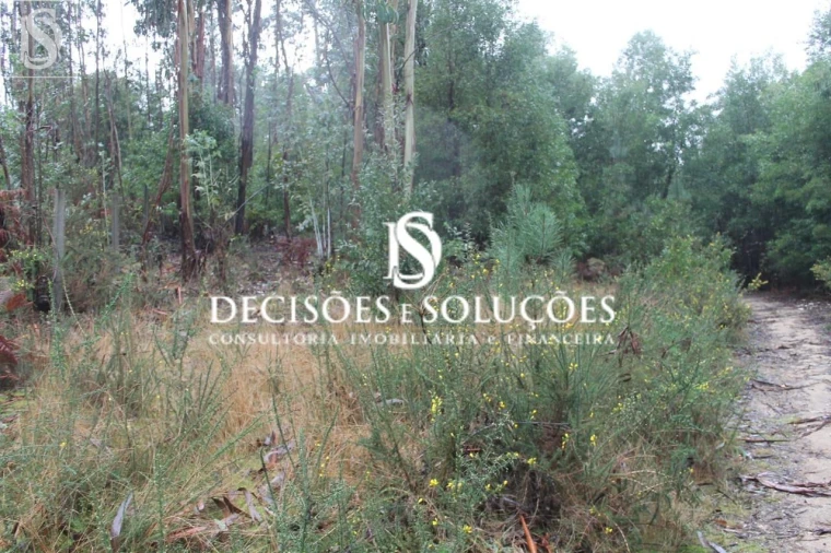 Terreno para Venda em Carvalhosa