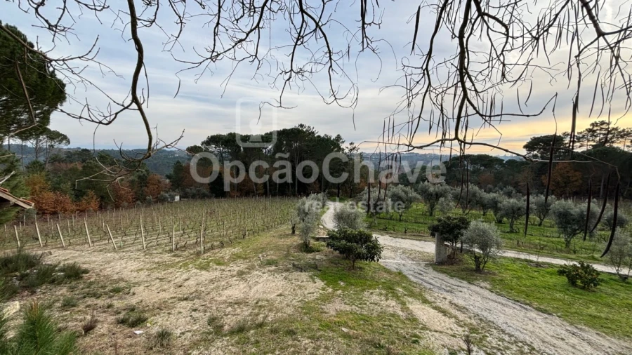 Quinta para Venda em Silgueiros Foto 6