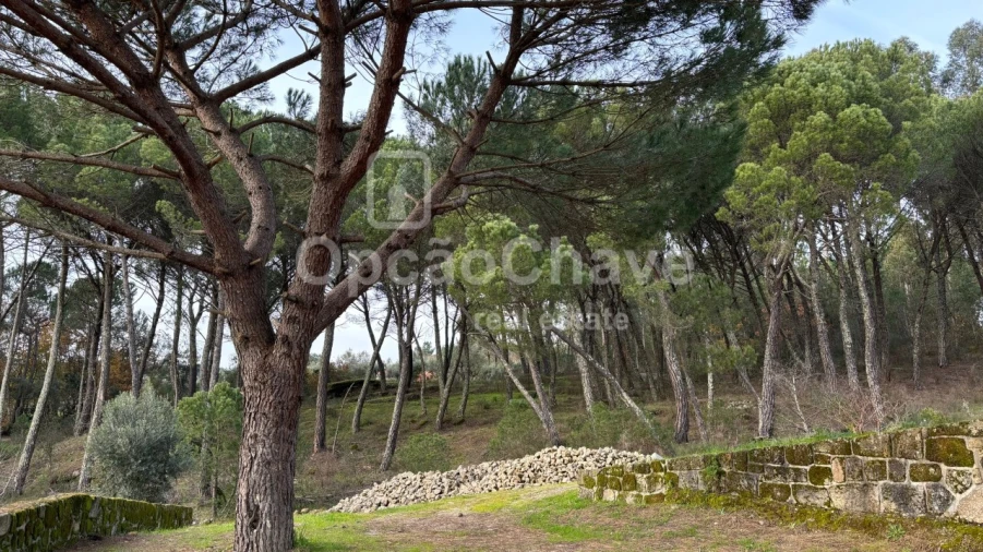 Quinta para Venda em Silgueiros Foto 7