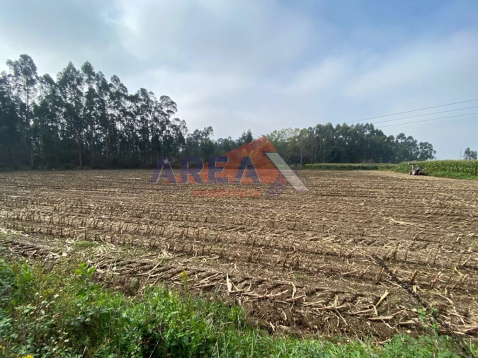 Terreno Comércio / Armazém para Venda em Loureiro Foto 7