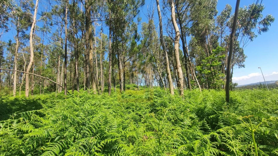 Terreno para Venda em Aver-O-Mar, Amorim e Terroso Foto 11