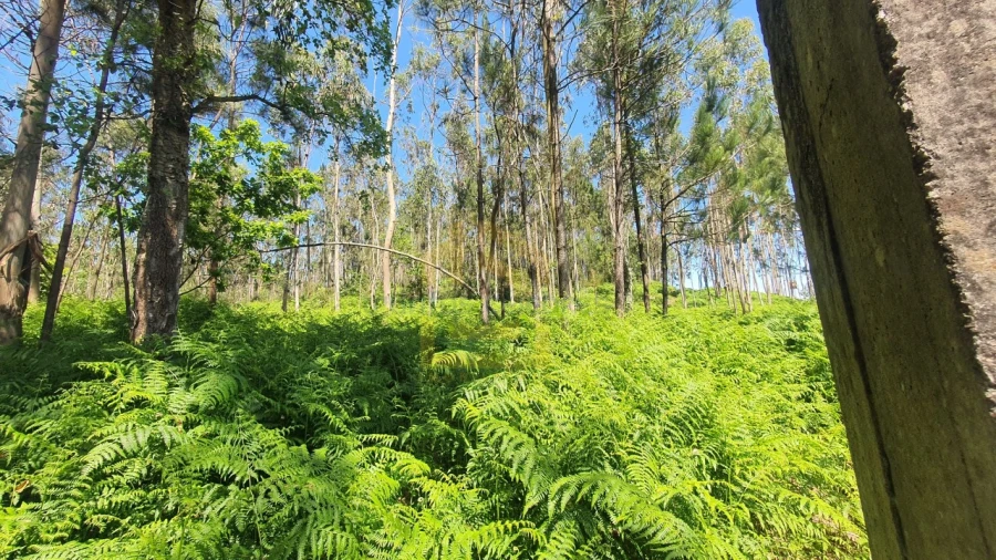 Terreno para Venda em Aver-O-Mar, Amorim e Terroso Foto 12