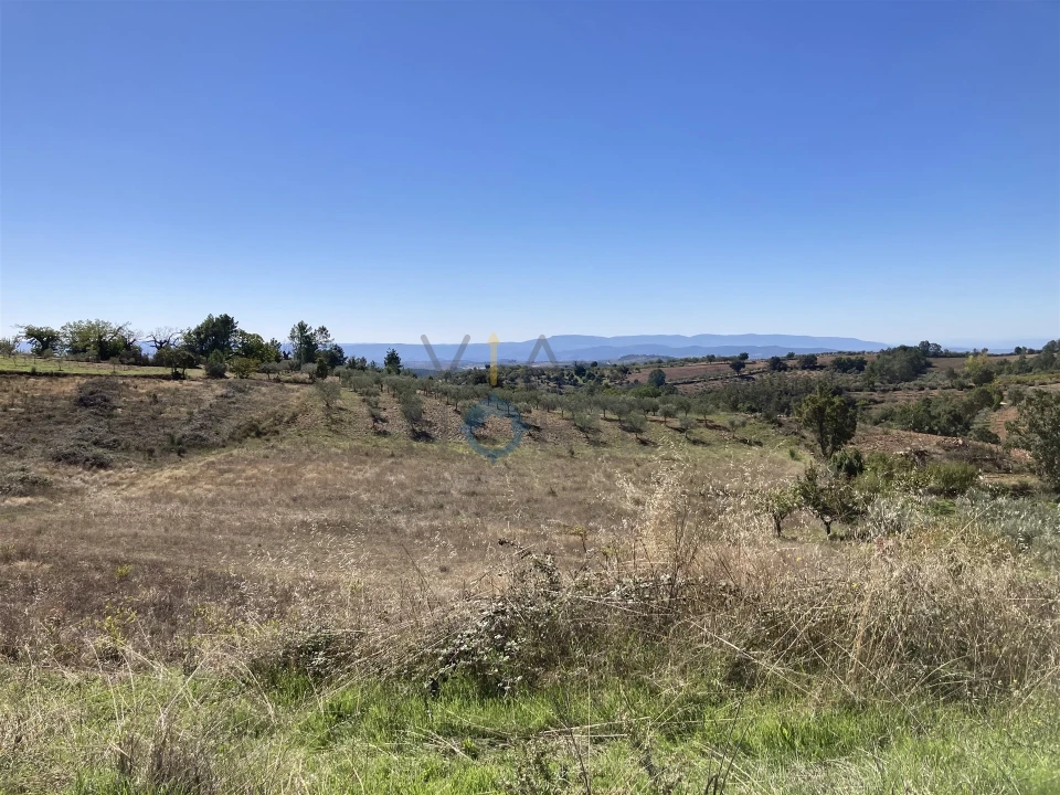 Terreno Agricola ou Rústico para Venda em Sambade Foto 3
