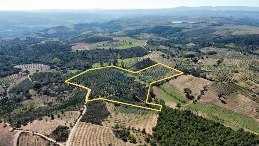 Quinta T0 para Venda em Sambade