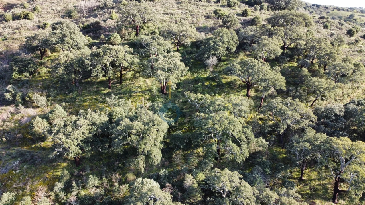 Terreno Agricola ou Rústico para Venda em Vilares de Vilariça Foto 3