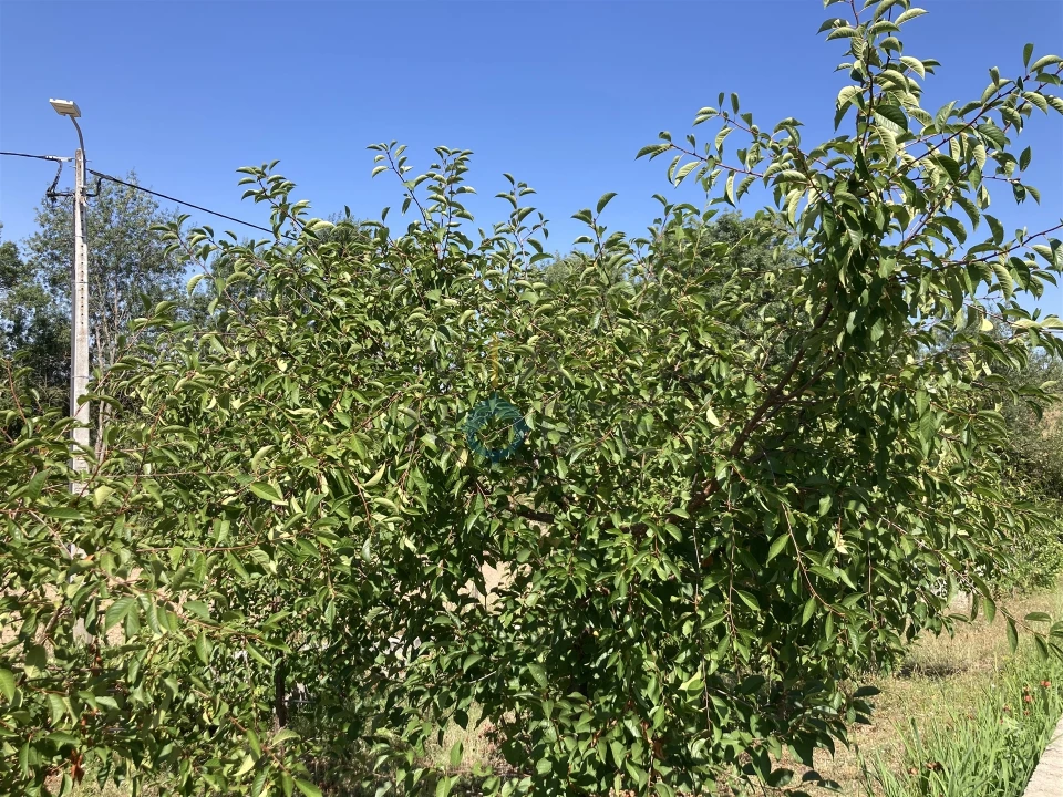 Quinta T0 para Venda em Castelãos e Vilar do Monte Foto 13