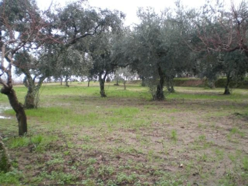 Terreno para Venda em Ferro Foto 2